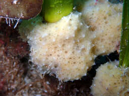 Image of brittle horny sponge