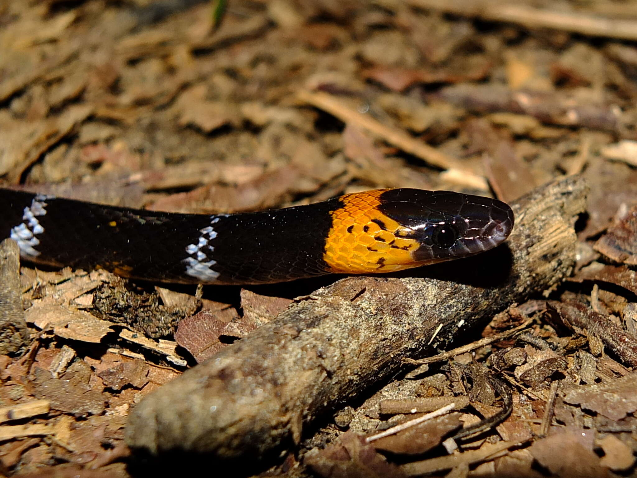 Image of Tschudi's False Coral Snake