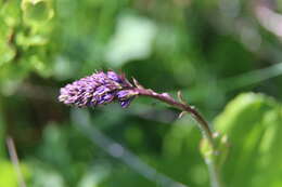 Image of Wulfenia