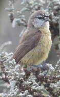 Image of Cape Penduline Tit