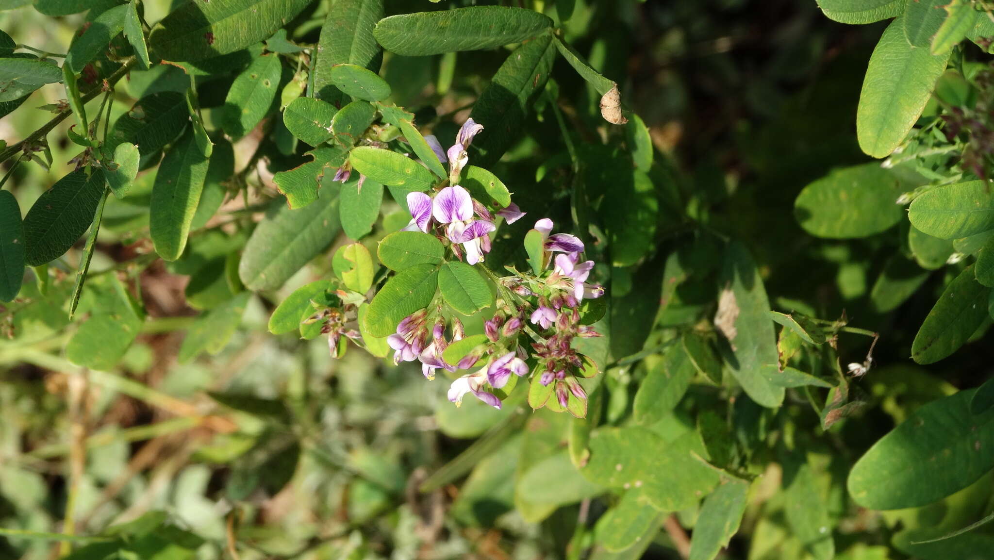 Sivun Lespedeza violacea (L.) Pers. kuva