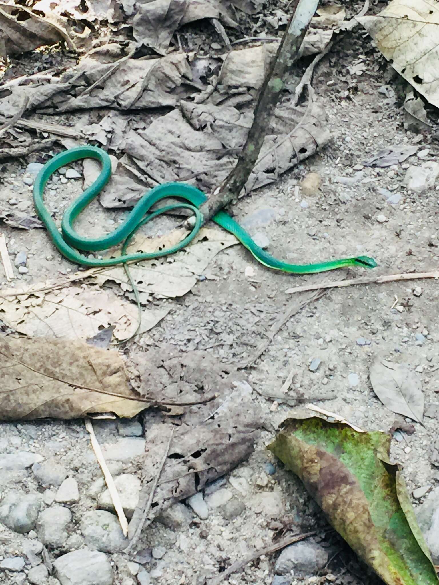 Image of Leptophis ahaetulla occidentalis (Günther 1859)