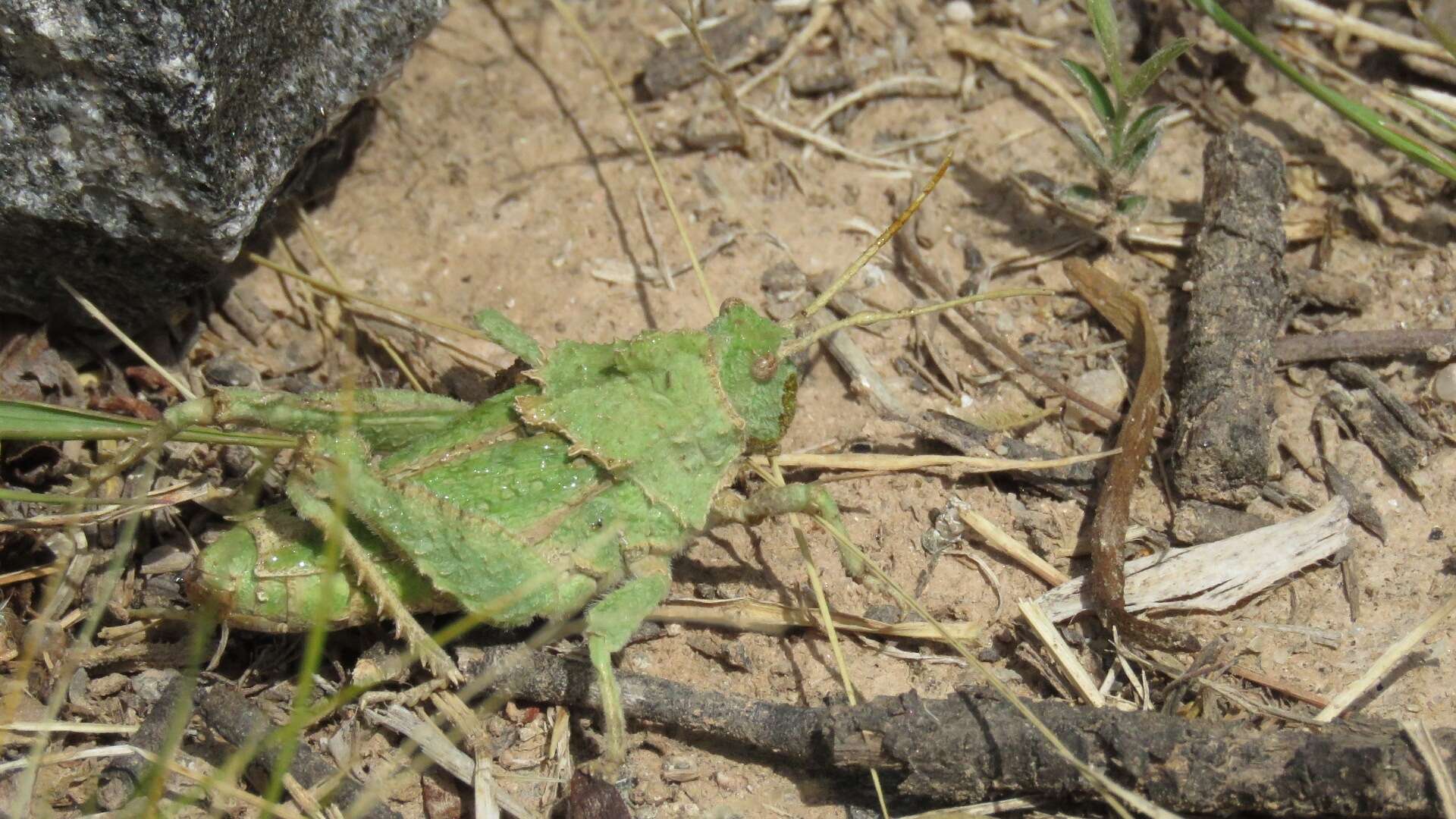 Image of Spathalium audouinii (Blanchard & E. 1836)