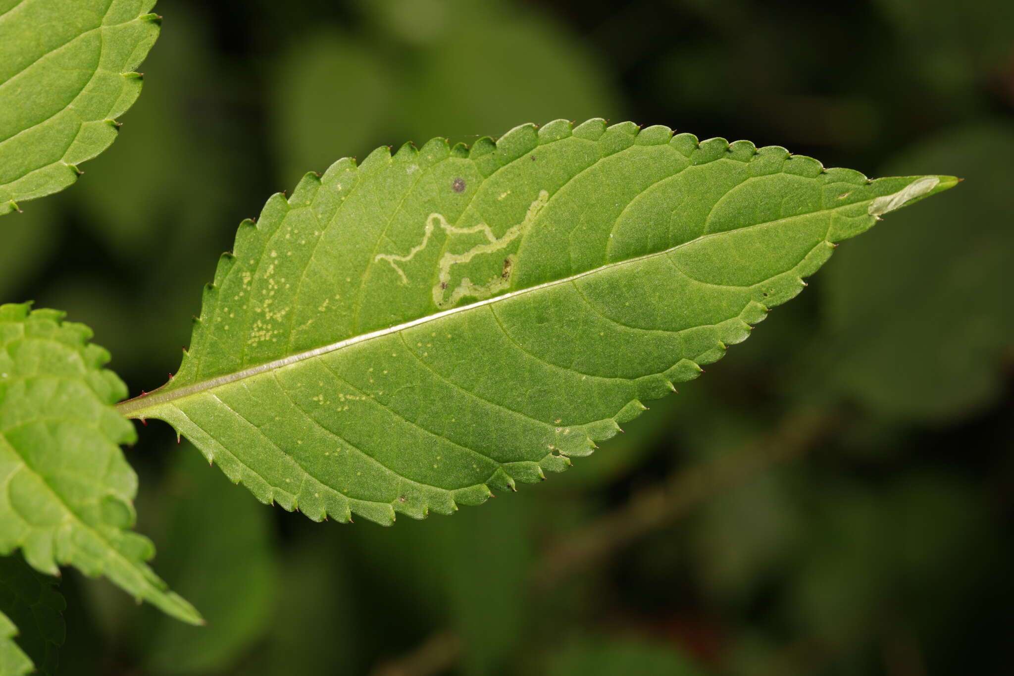 Image of Jewelweed Leafminer