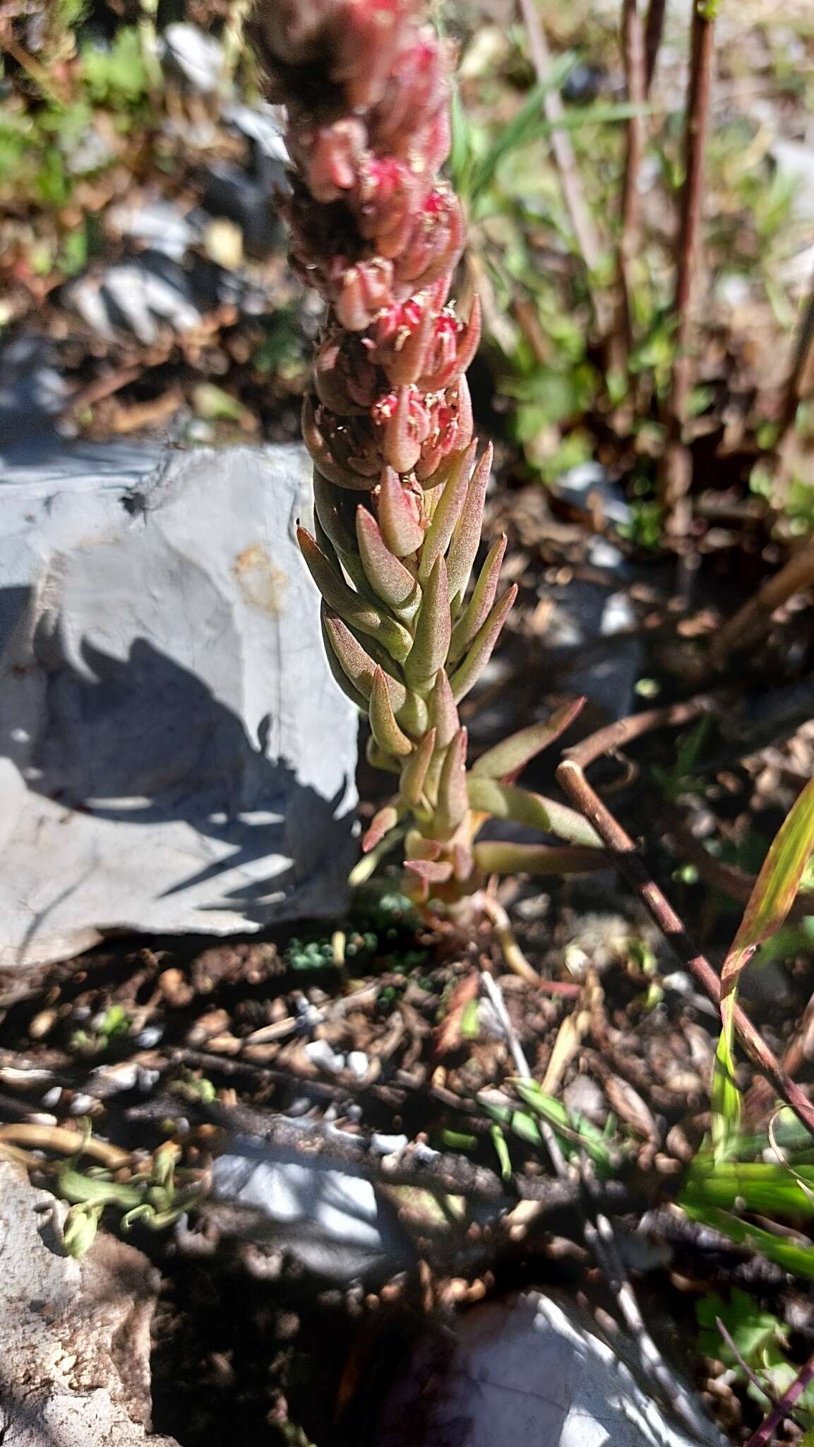 Image of Villadia aristata R. Moran