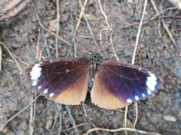 Image of Euploea tulliolus forsteri Felder & Felder 1865