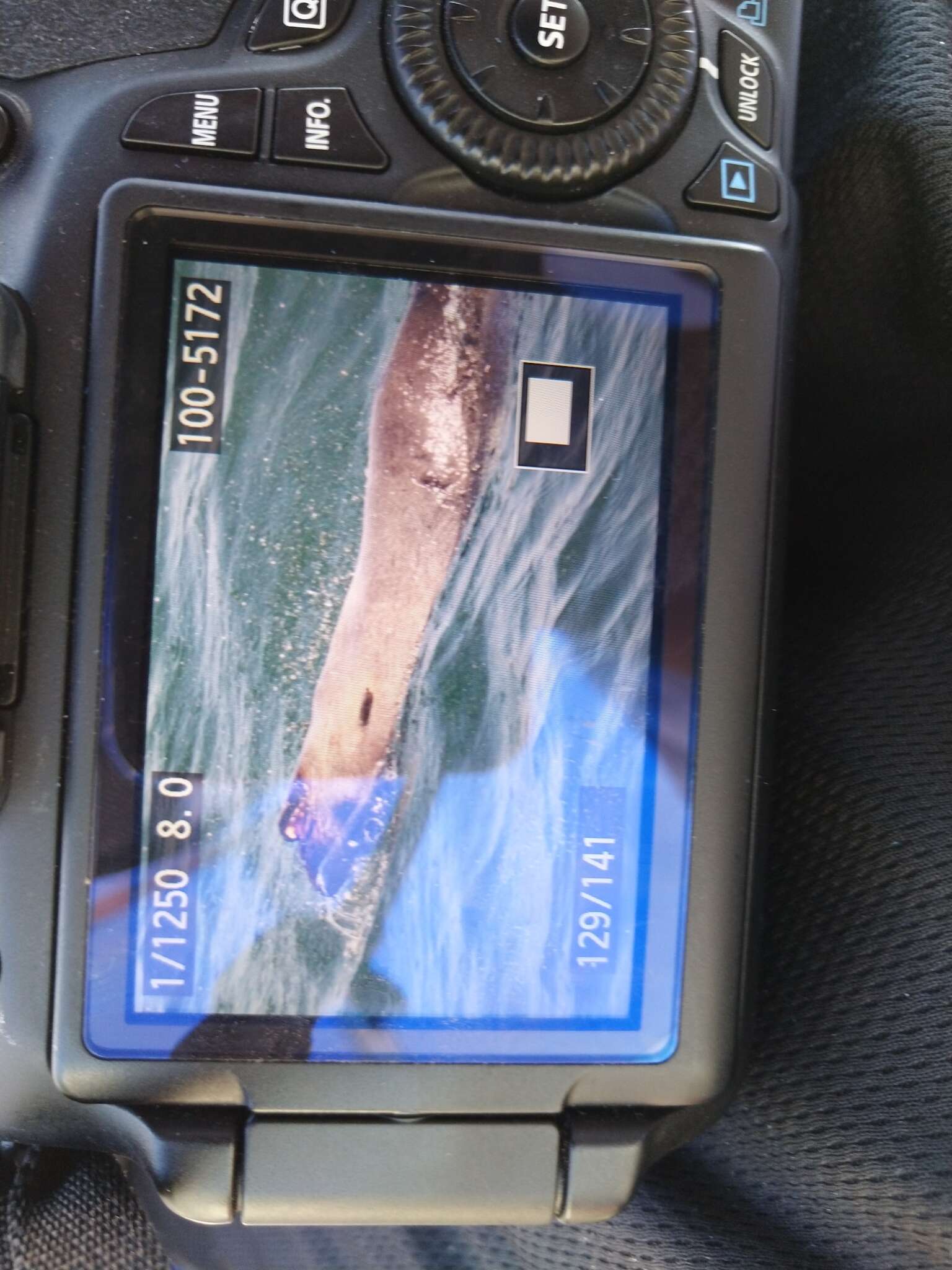 Image of Afro-Australian Fur Seal