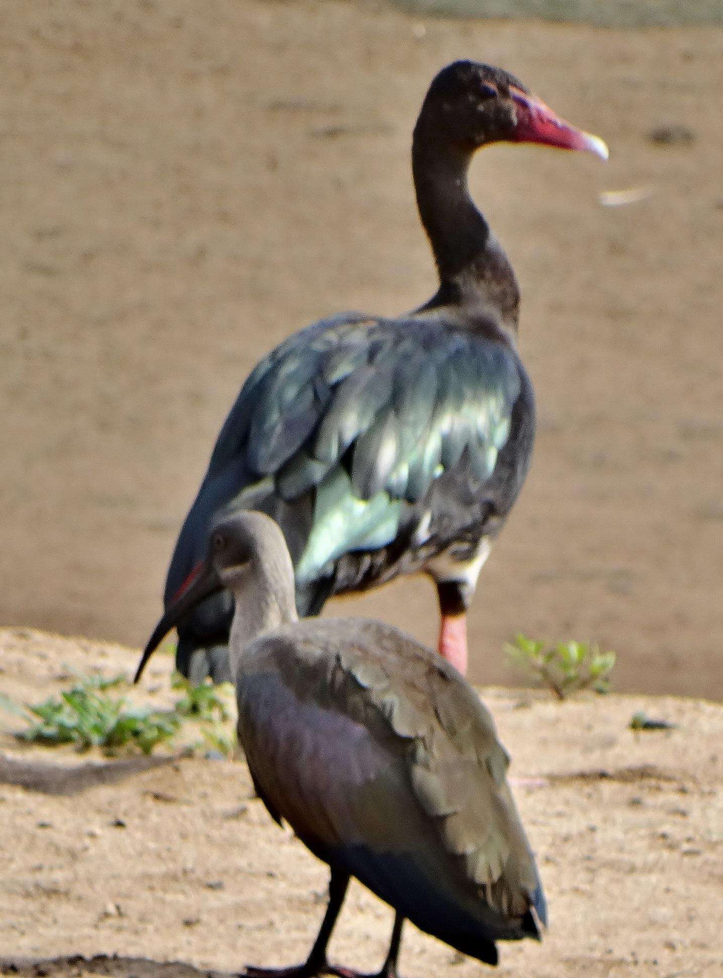 Слика од Plectropterus gambensis niger Sclater & PL 1877