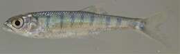 Image of Southern Barred Minnow