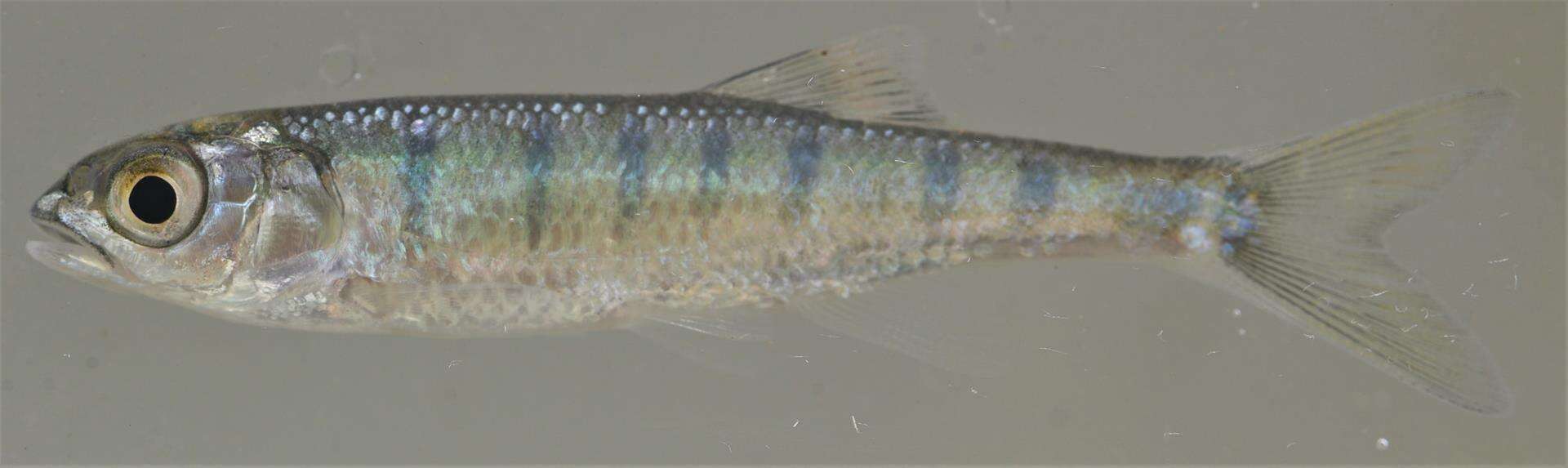 Image of Southern Barred Minnow