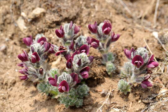 Image of Thermopsis barbata Benth.