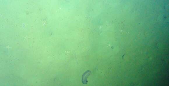 Image of disguised sea cucumber