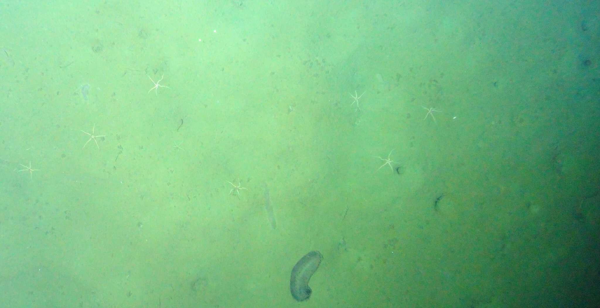 Image of disguised sea cucumber