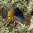 Image of Firetail dottyback