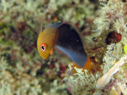 Plancia ëd Pseudochromis flammicauda Lubbock & Goldman 1976