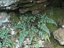 Imagem de Asplenium montanum Willd.