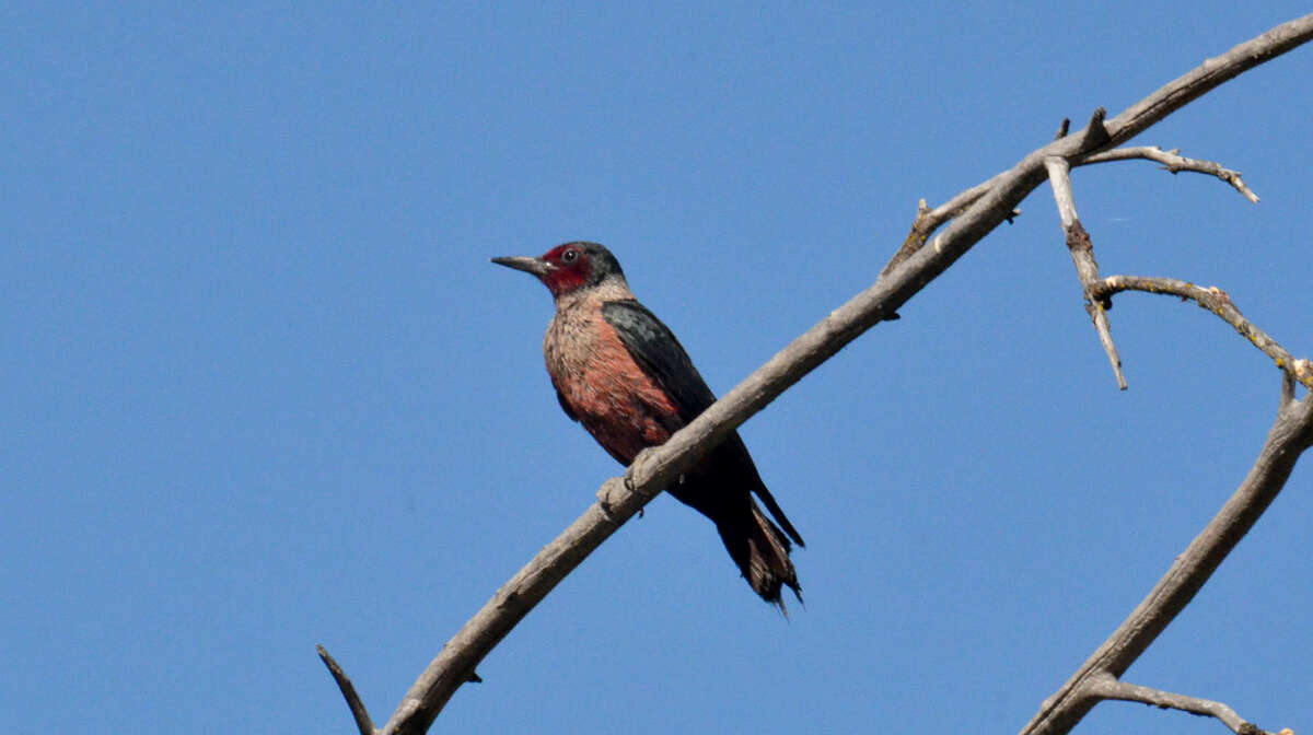 Image of Lewis's Woodpecker