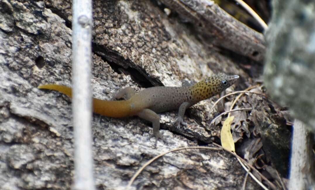 Sphaerodactylus dimorphicus Fong & Diaz 2004 resmi