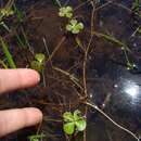 Image of Blunt-Spine Water-Clover