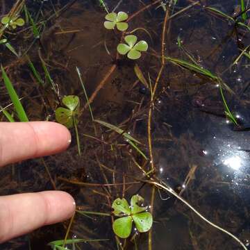 Plancia ëd Marsilea ancylopoda A. Br.