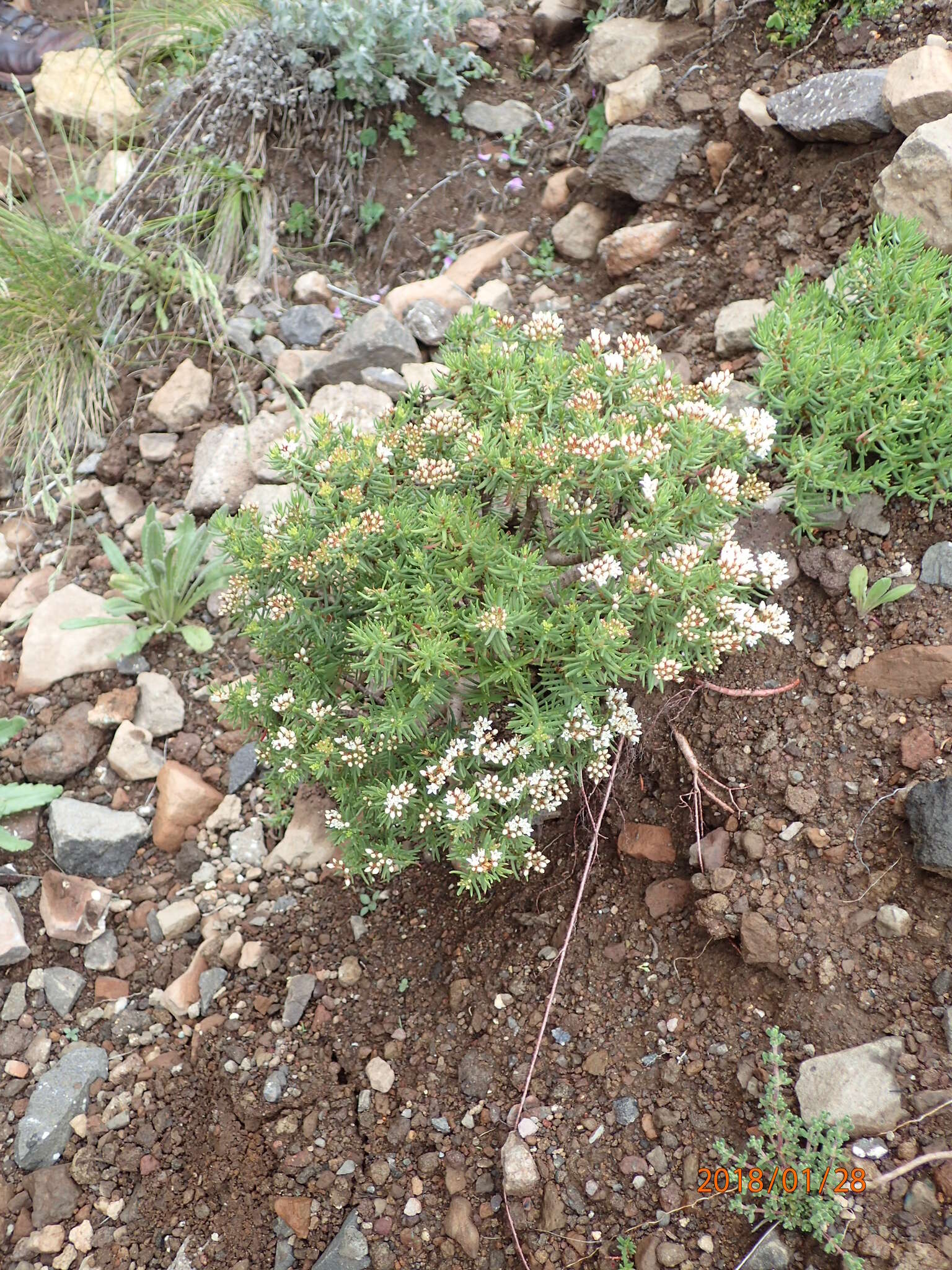 Image of Crassula sarcocaulis subsp. rupicola Tölken