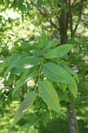 Image de Nothofagus alpina (Poepp. & Endl.) Oerst.