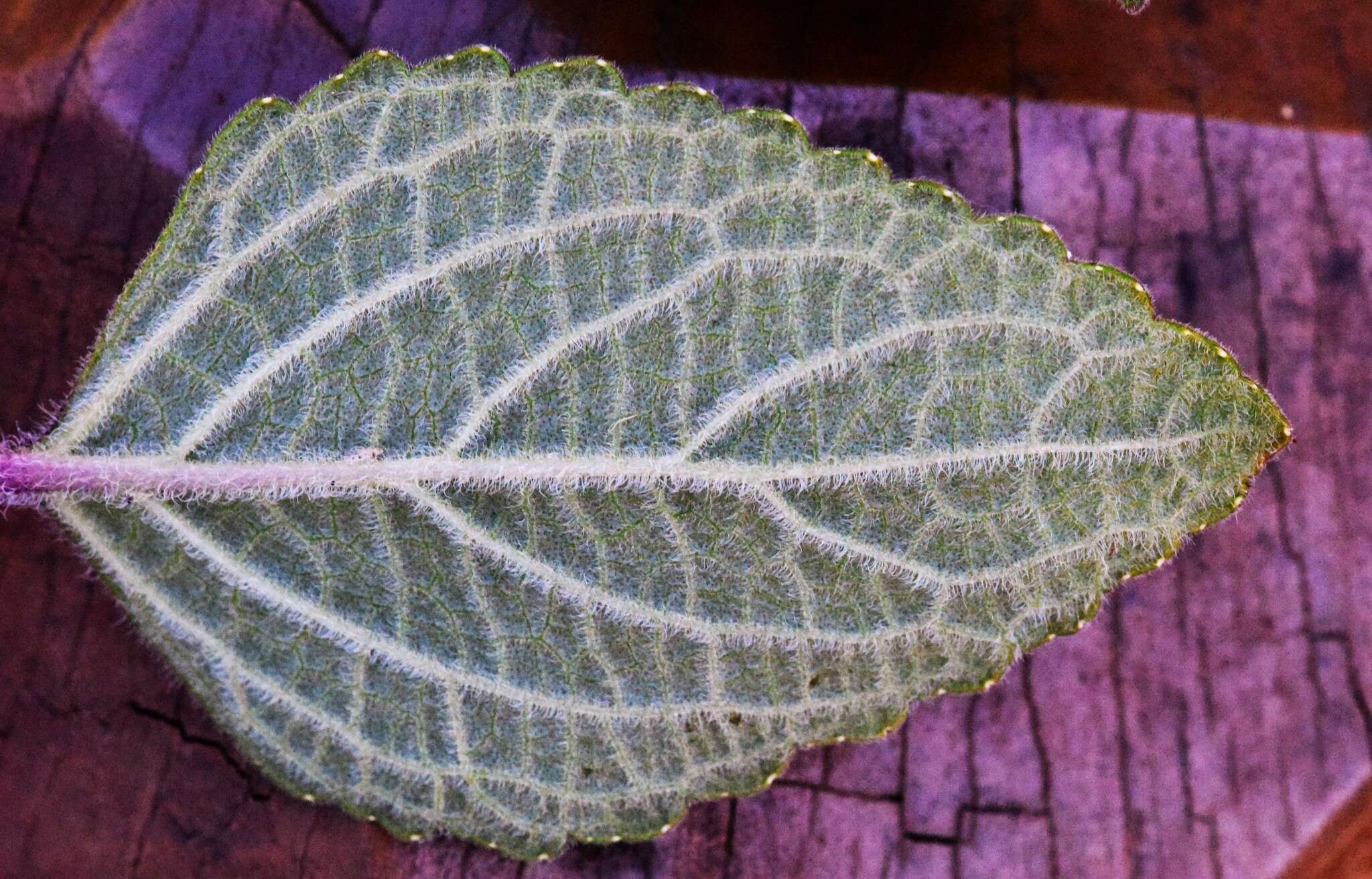 Image de <i>Coleus graveolens</i>