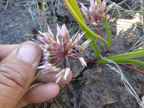 صورة Allium tolmiei Baker