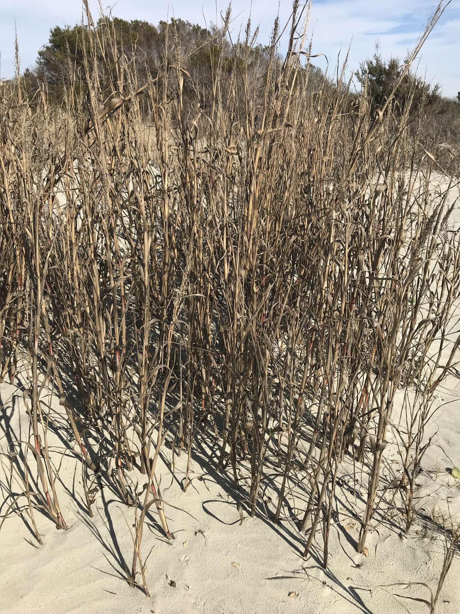 Panicum amarum Elliott resmi