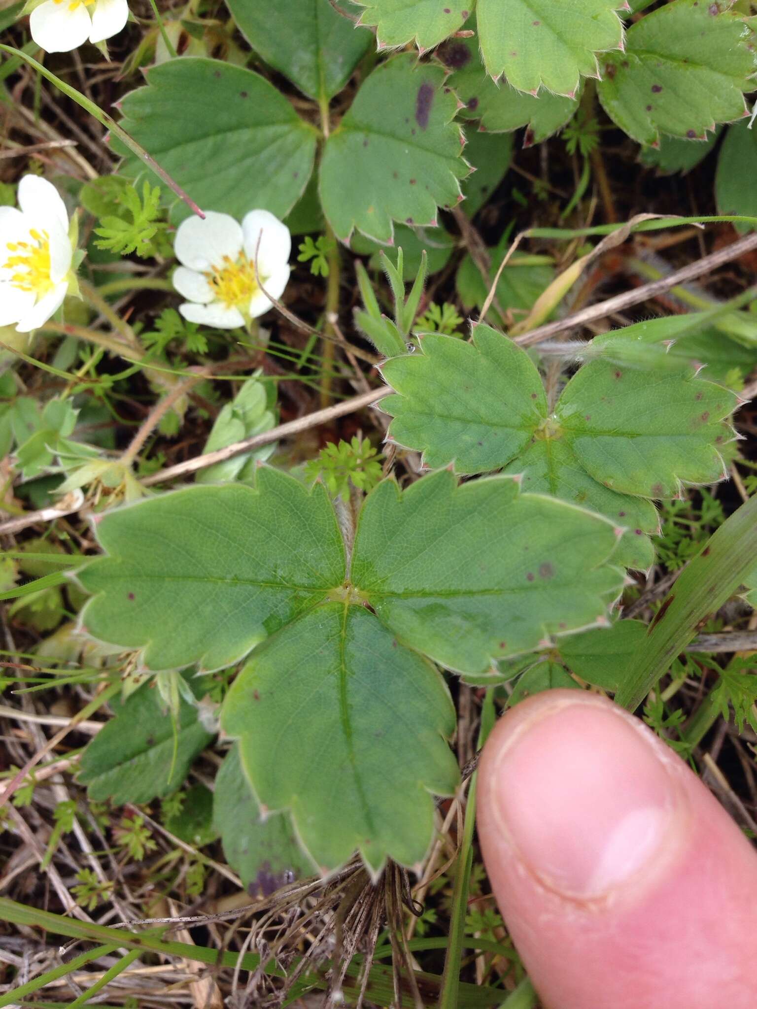 Image de Fragaria ×ananassa