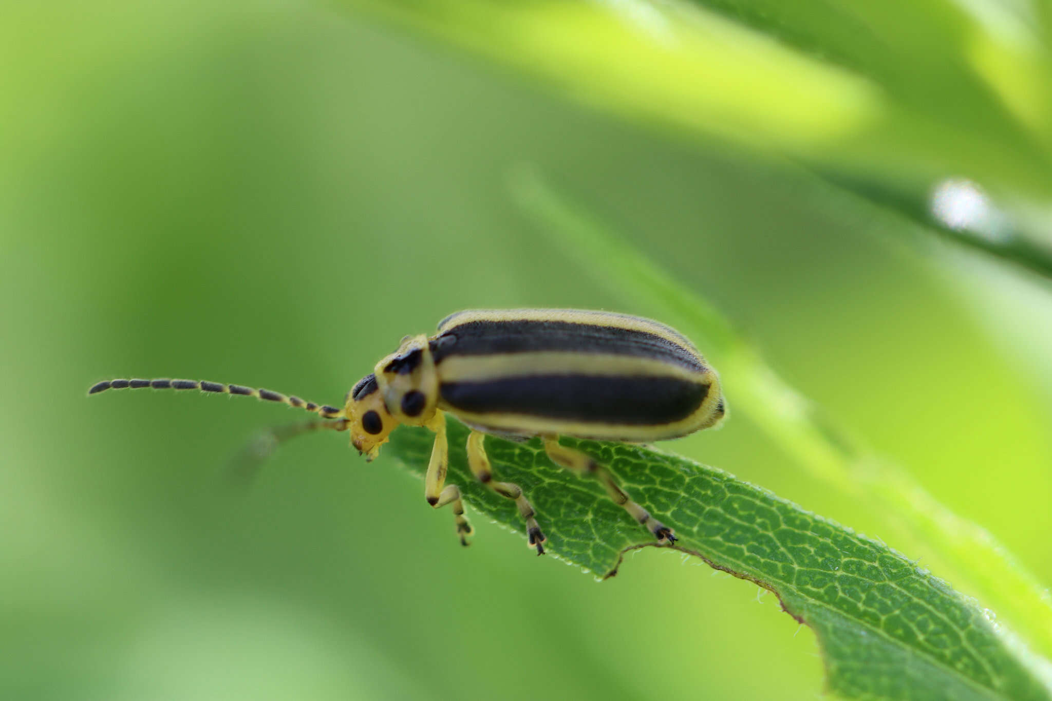 Image of Trirhabda virgata J. L. Le Conte 1865