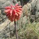 Aloe trachyticola (H. Perrier) Reynolds resmi