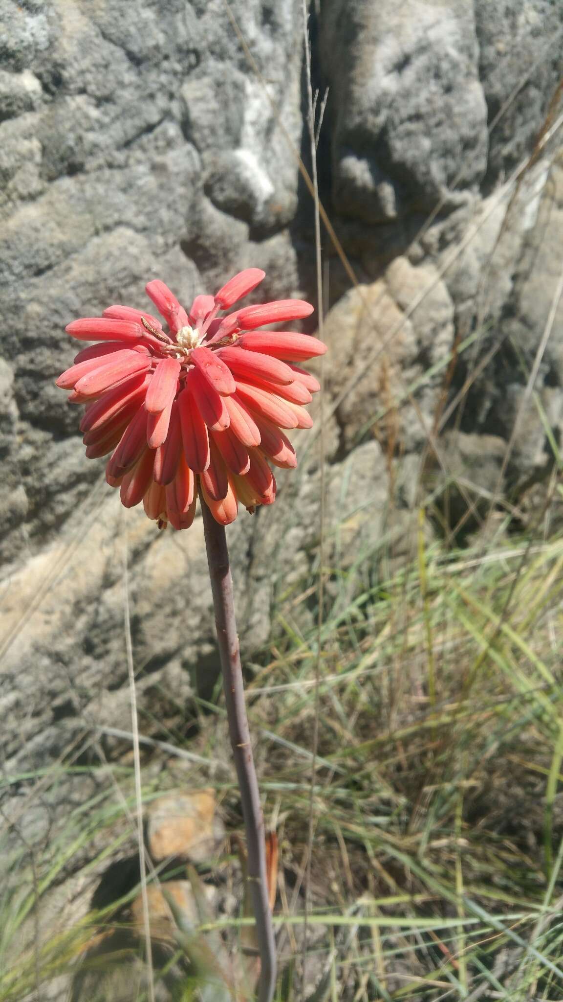Image of Aloe trachyticola (H. Perrier) Reynolds