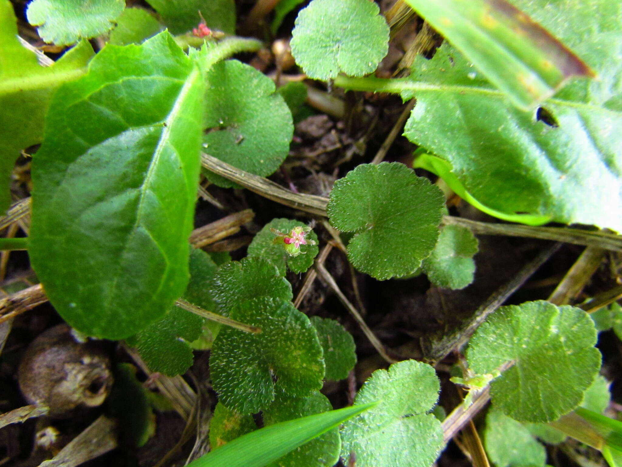 Image de Hydrocotyle exigua (Urb.) Malme