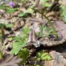 Plancia ëd Corydalis fukuharae Lidén