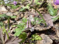 Image of Corydalis fukuharae Lidén