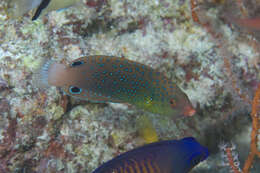 Image of Twister Wrasse