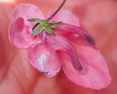 Image of Diascia integerrima E. Mey. ex Benth.