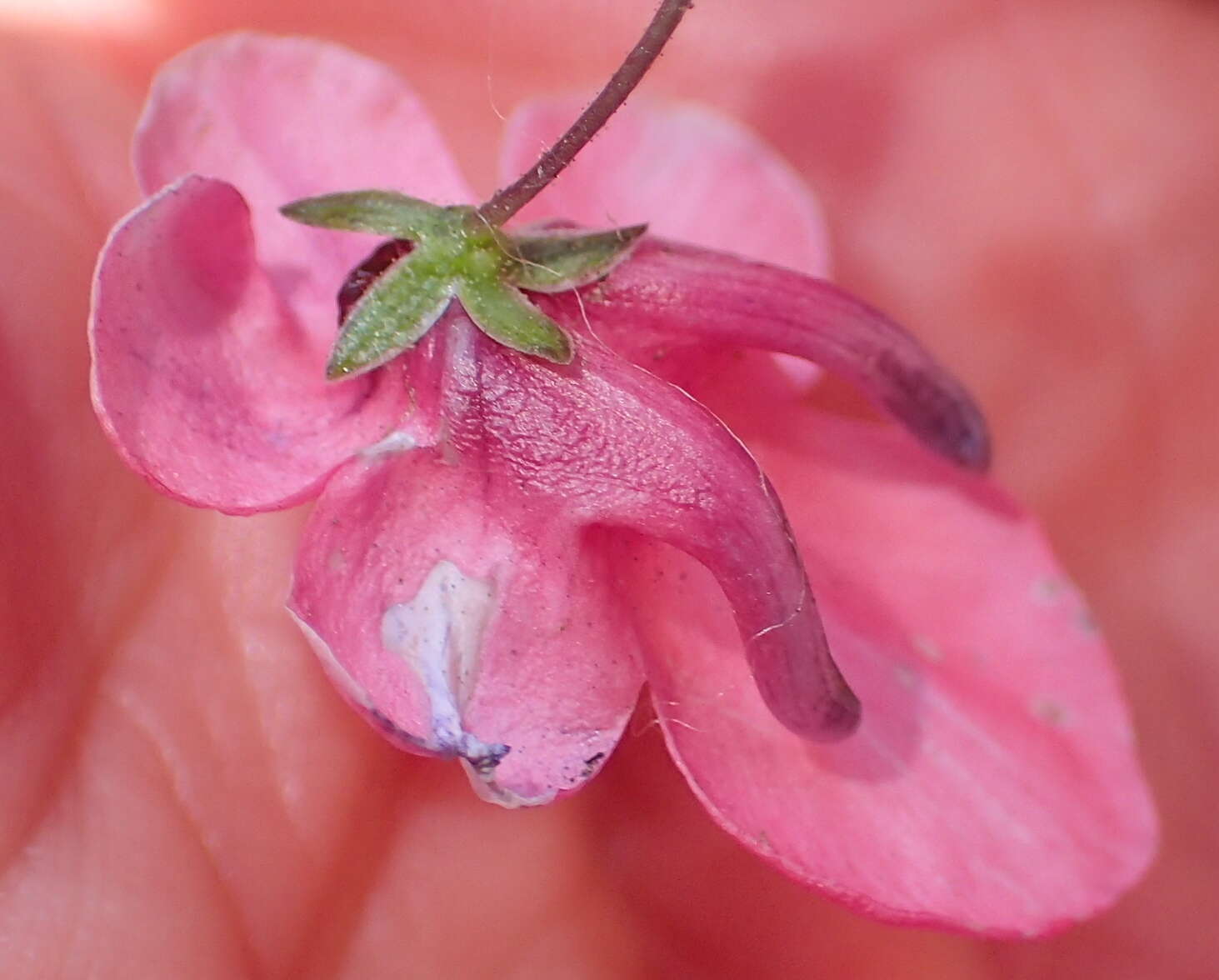 Image of Diascia integerrima E. Mey. ex Benth.