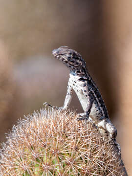 Слика од Microlophus grayii (Bell 1843)