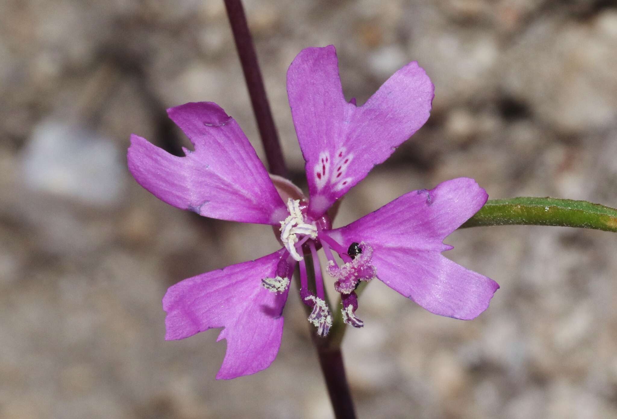 Image of gunsight clarkia