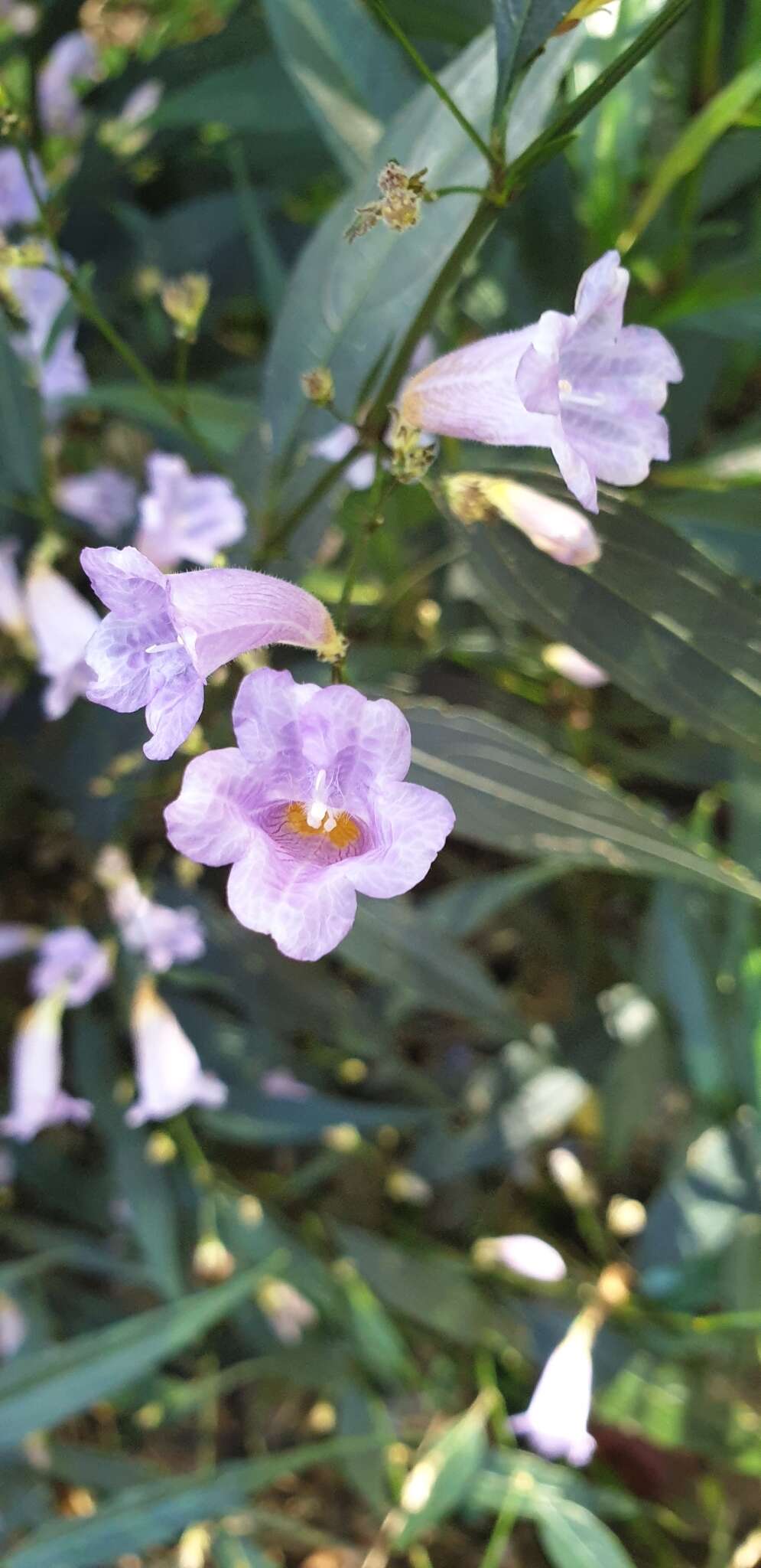 Strobilanthes persicifolia (Lindl.) J. R. I. Wood resmi