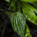 Image of Monophyllorchis microstyloides (Rchb. fil.) Garay