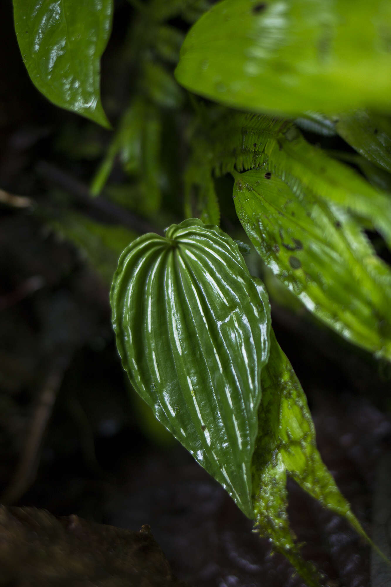 Sivun Monophyllorchis microstyloides (Rchb. fil.) Garay kuva