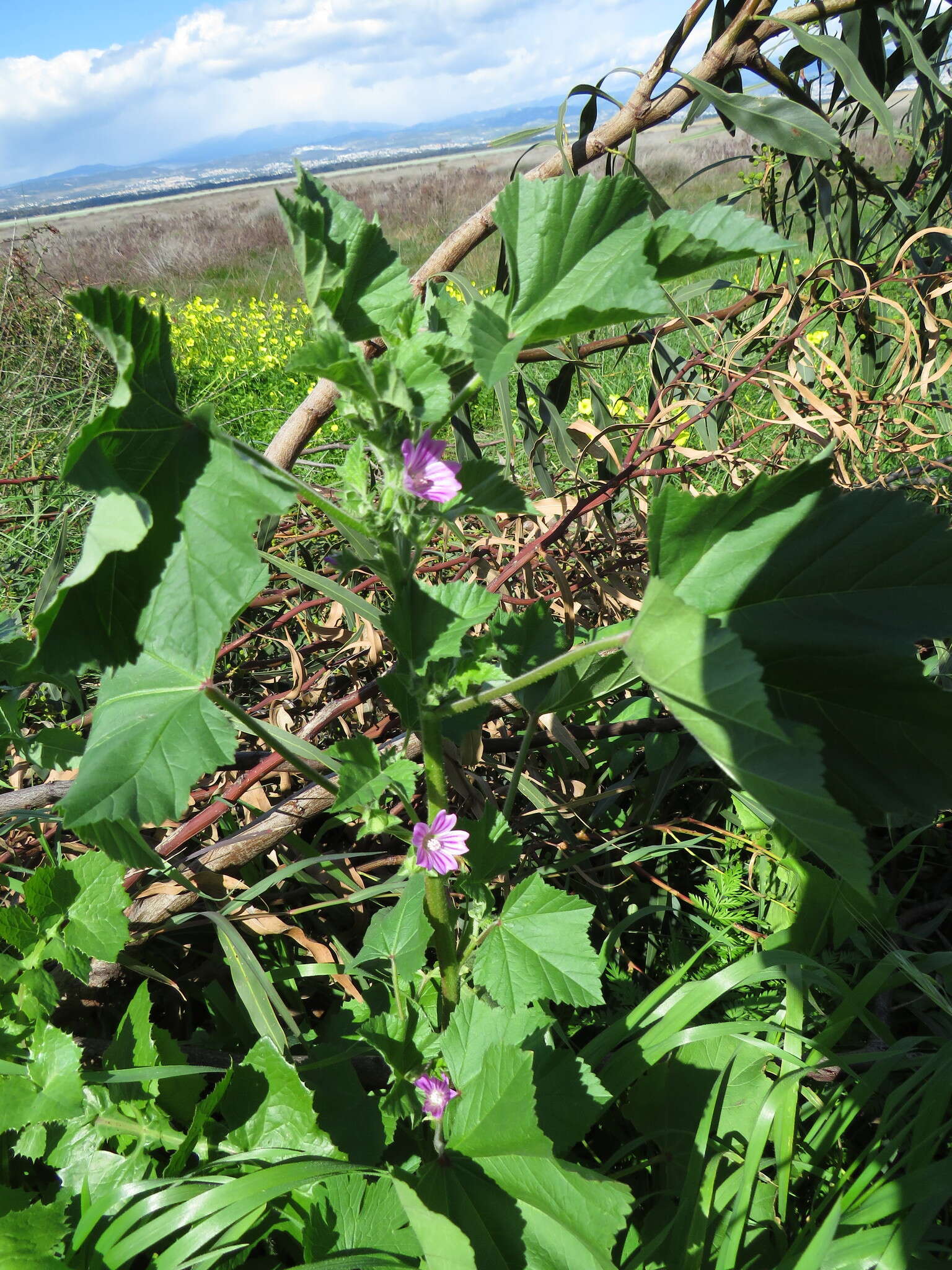 Image of Cornish mallow