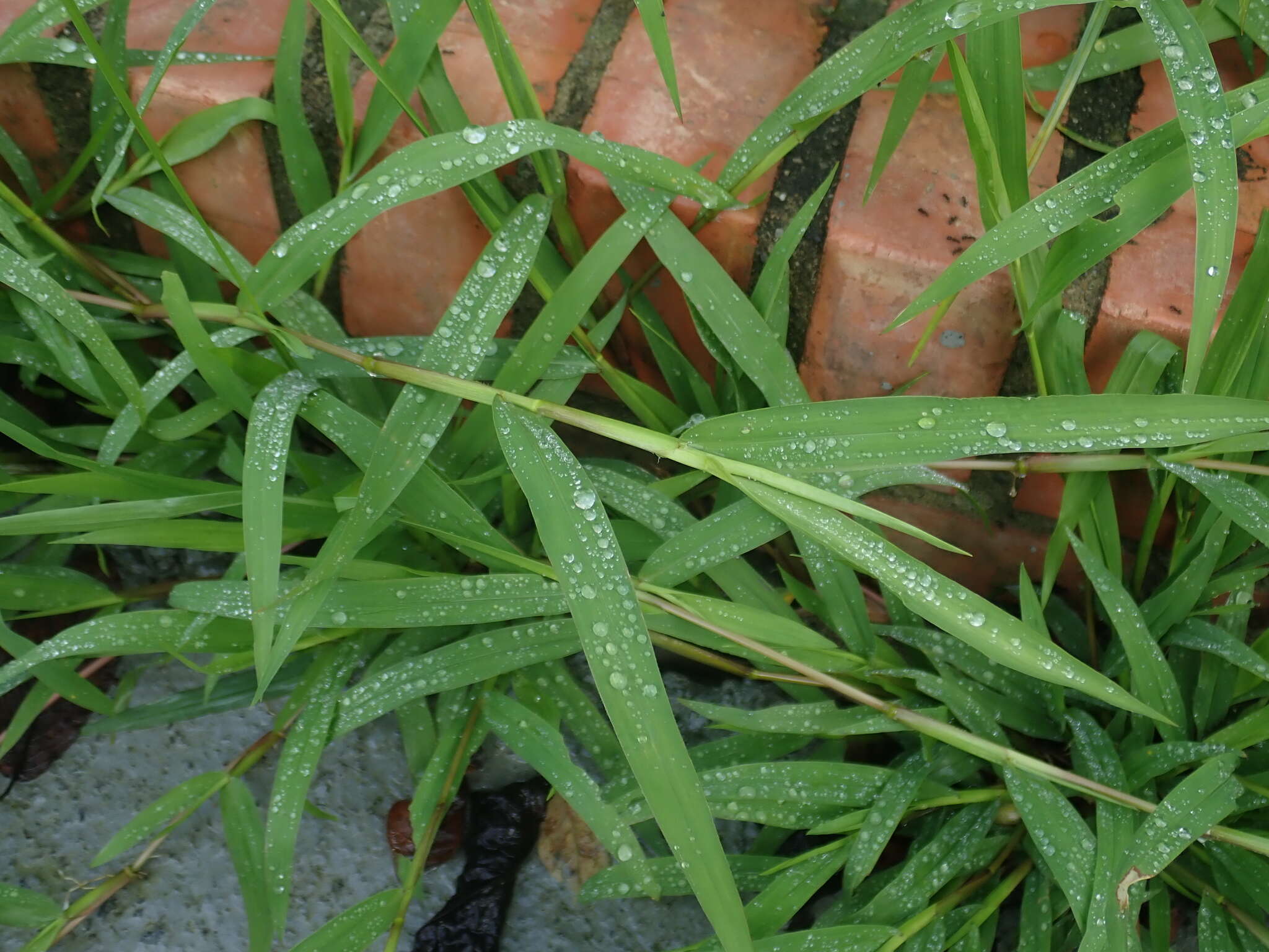 Image of hilograss