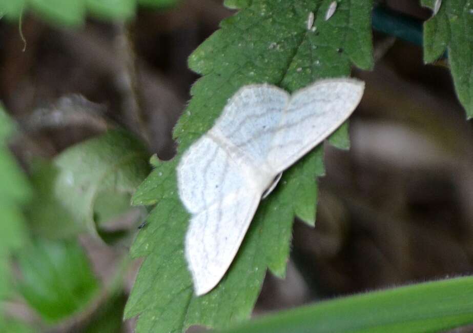 Scopula nigropunctata Hüfnagel 1767的圖片