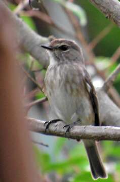 Image de Muscicapa adusta fuscula Sundevall 1850