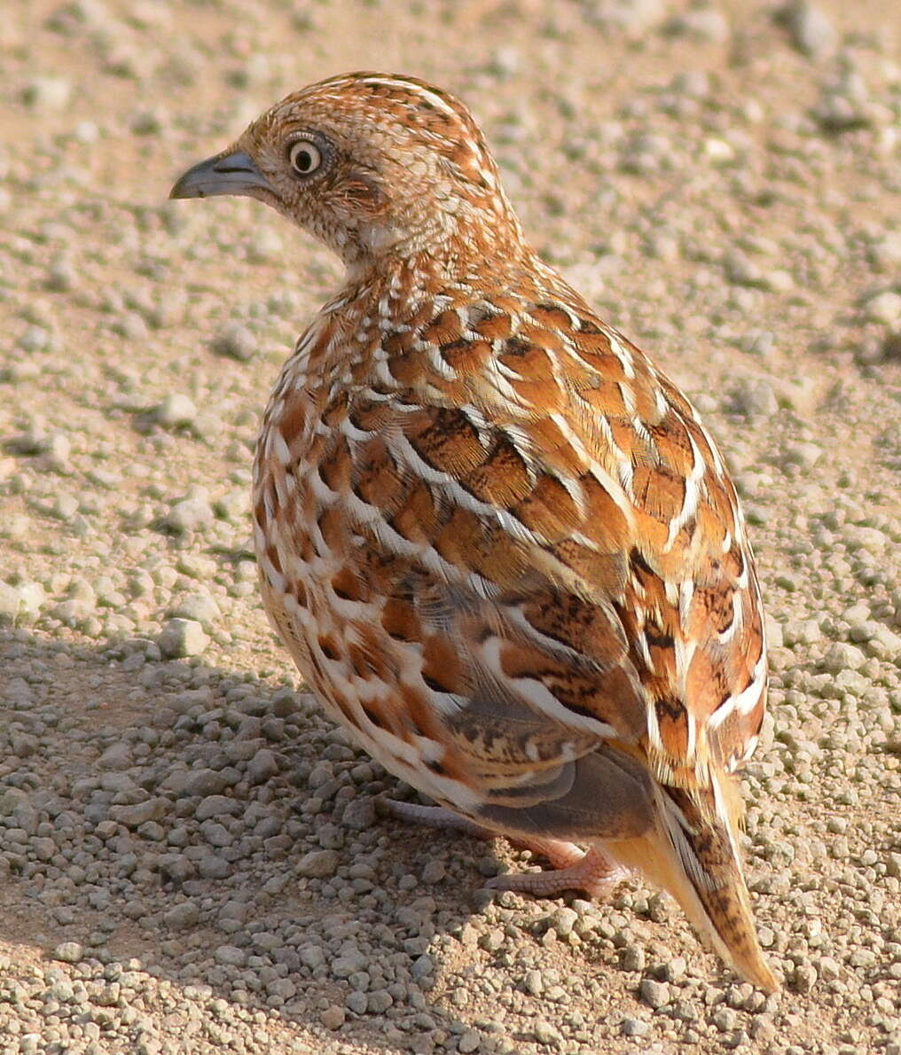 Image of Andalusian Hemipode