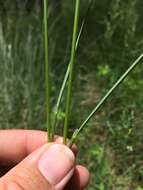 Image of Thurber's fescue